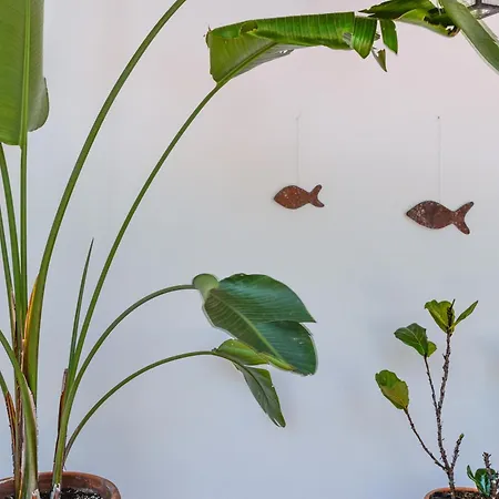 Villa Locus Solus Elba Casa Marchetti